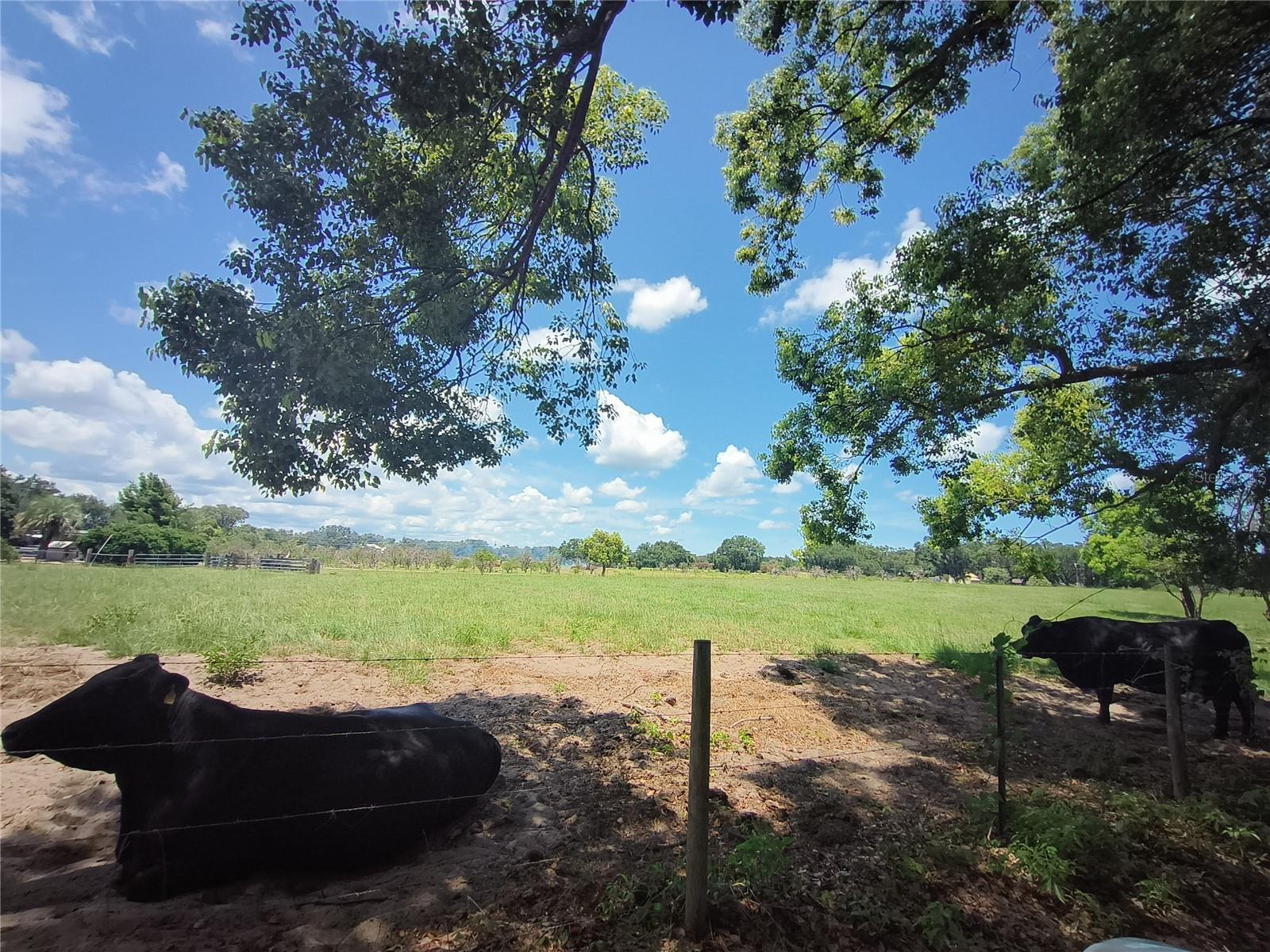 NO STREET, DE LEON SPRINGS, FL, 32130