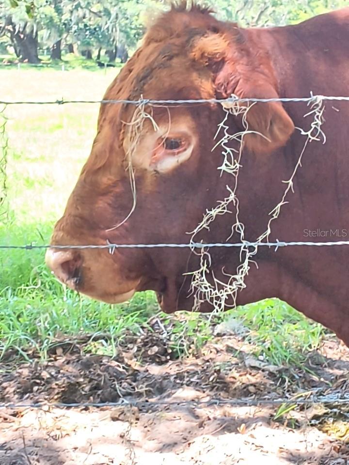 NO STREET, DE LEON SPRINGS, FL, 32130