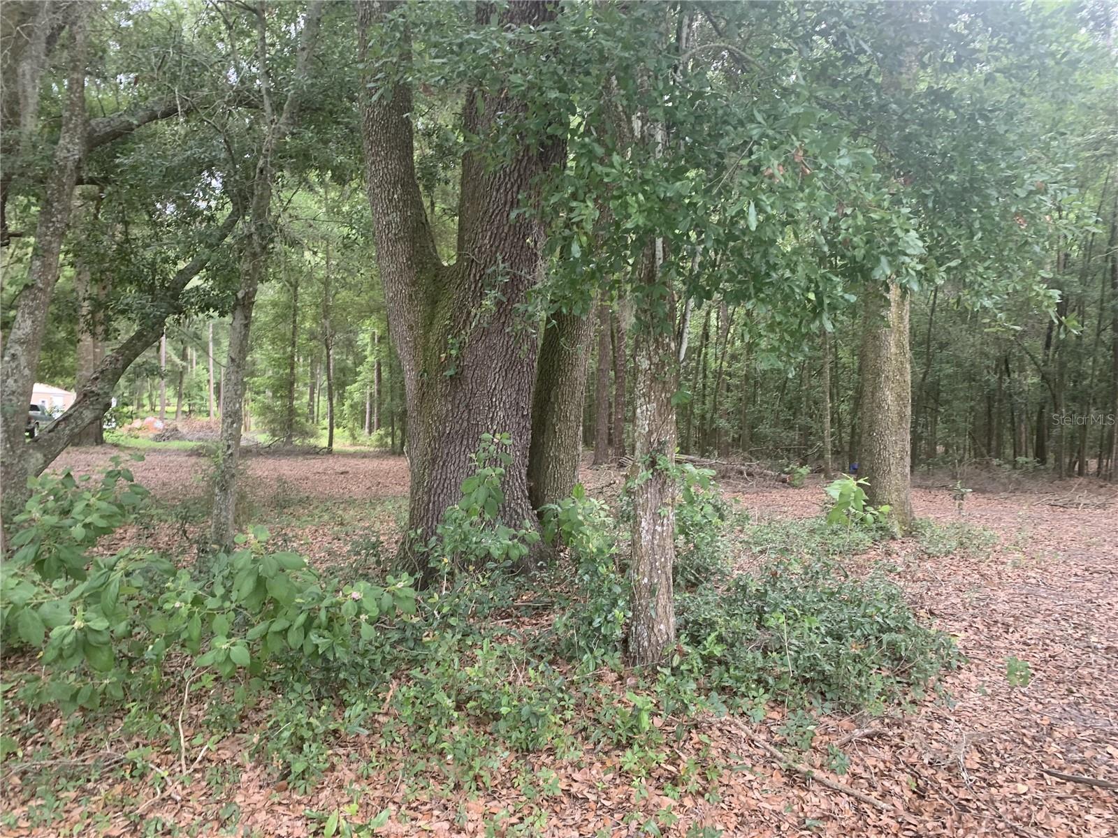 SW 20TH ST, BELL, FL, 32619