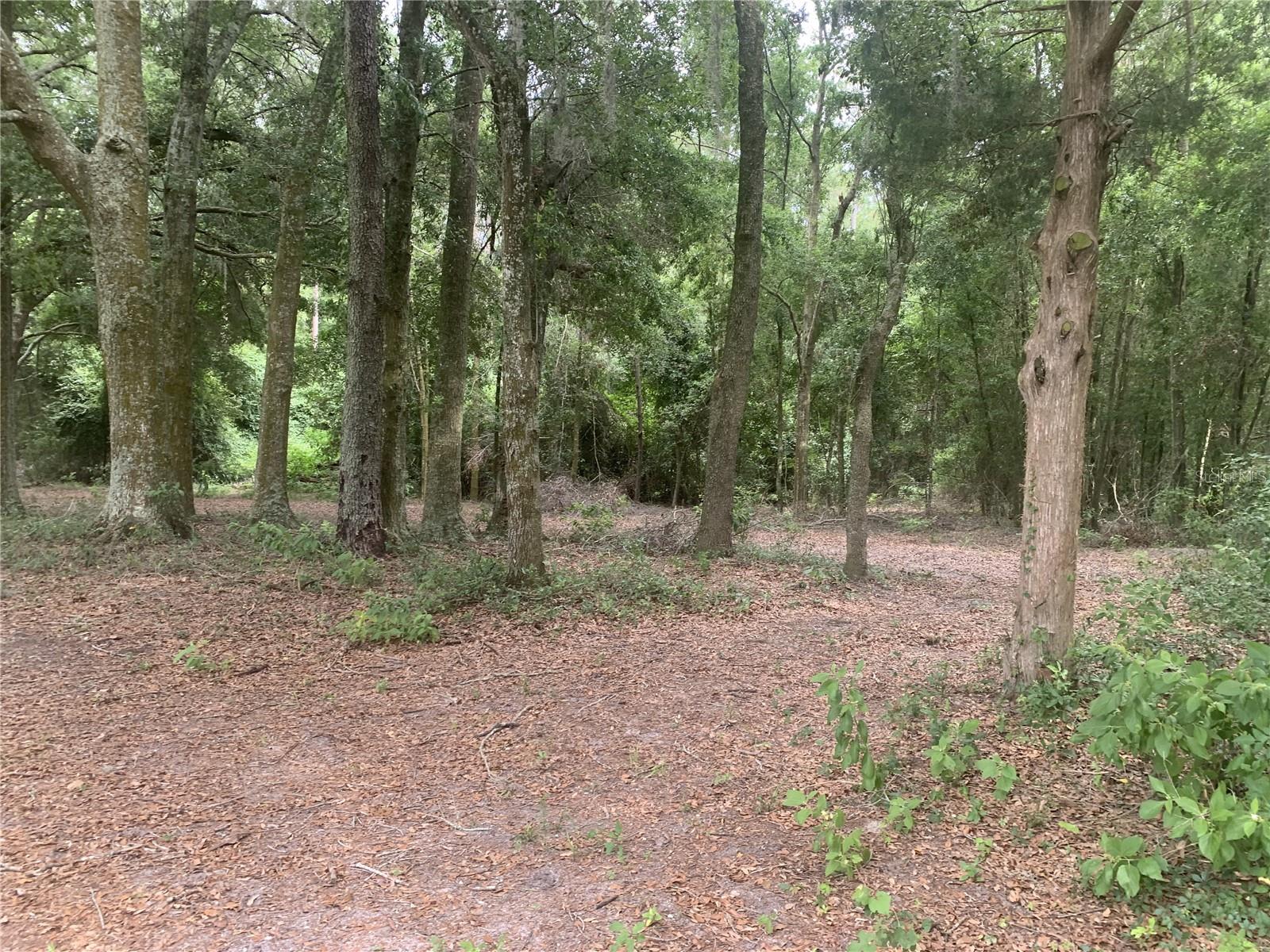 SW 20TH ST, BELL, FL, 32619