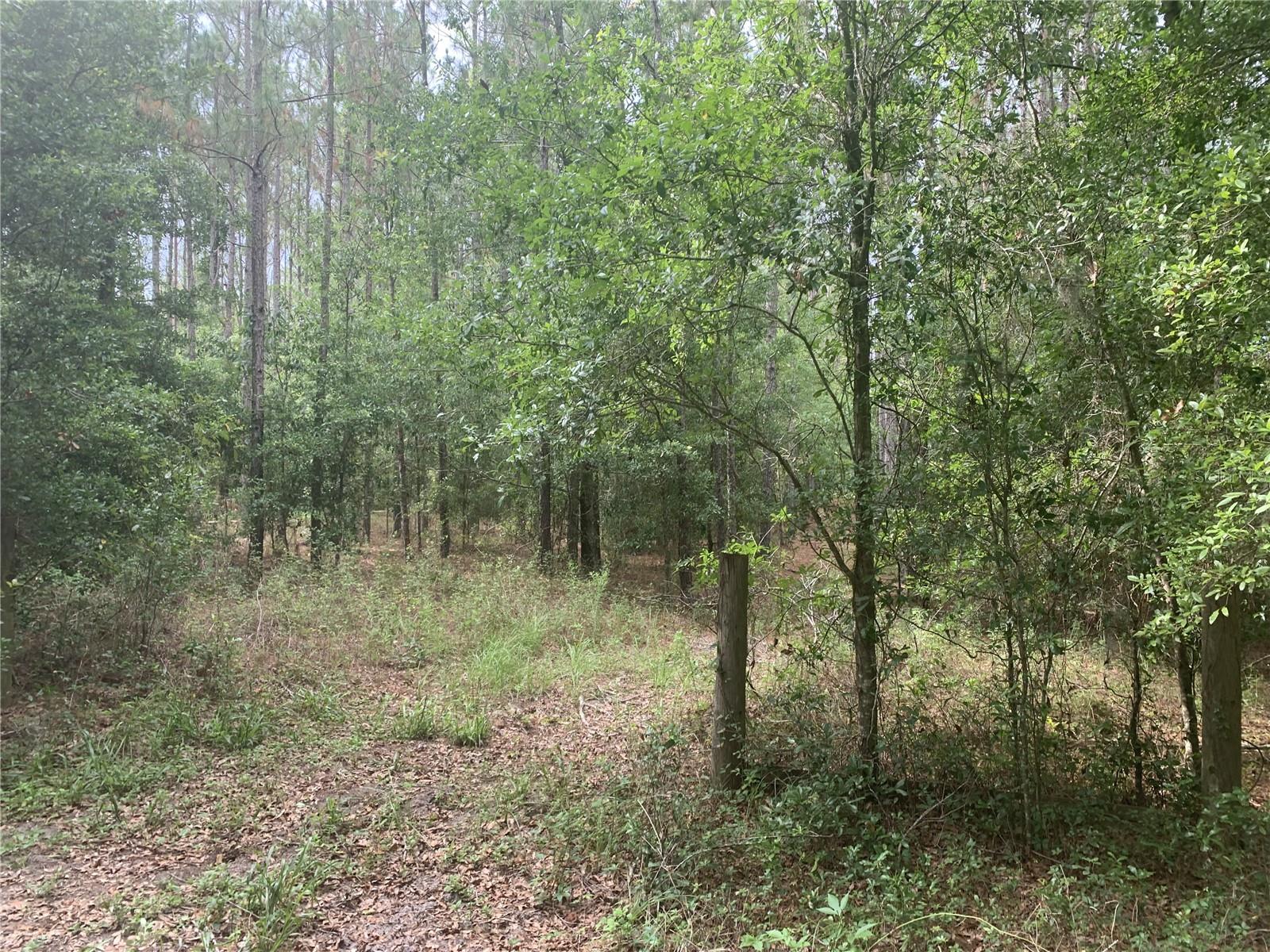 SW 20TH ST, BELL, FL, 32619