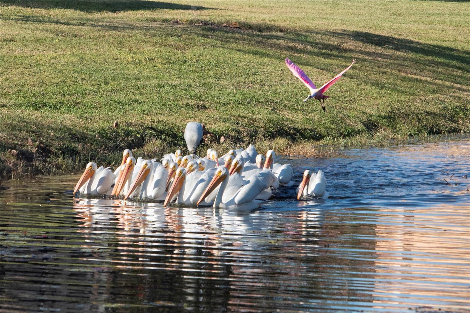 226 SHELL FALLS DR, APOLLO BEACH, FL, 33572