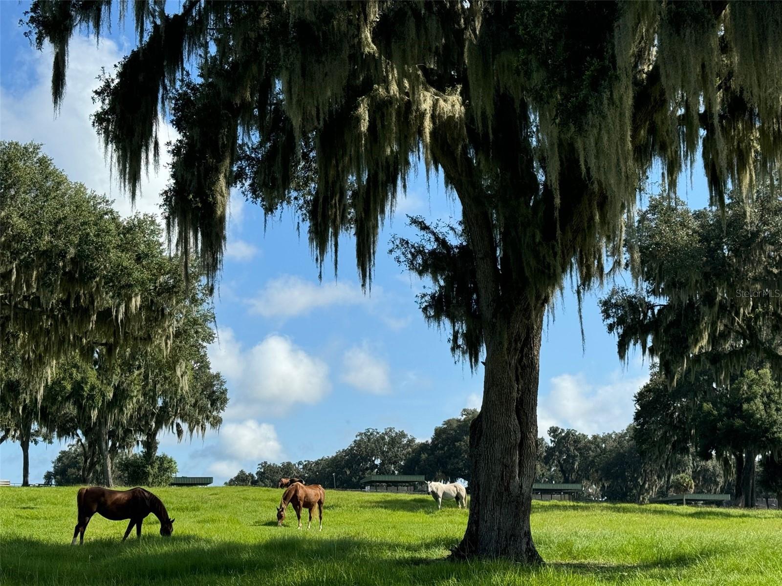 OM704718 Property Photo