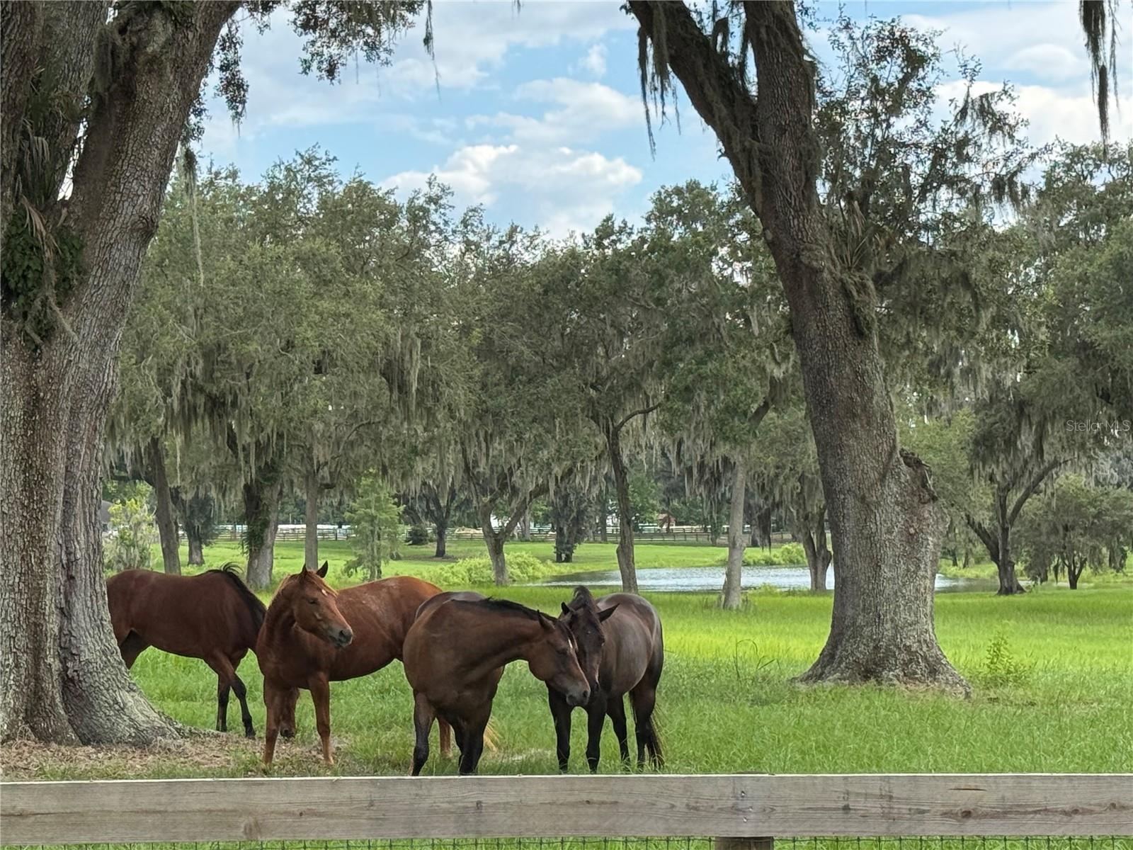 OM704718 Property Photo