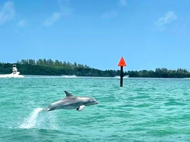 1701 PINEHURST RD #24B, DUNEDIN, FL, 34698