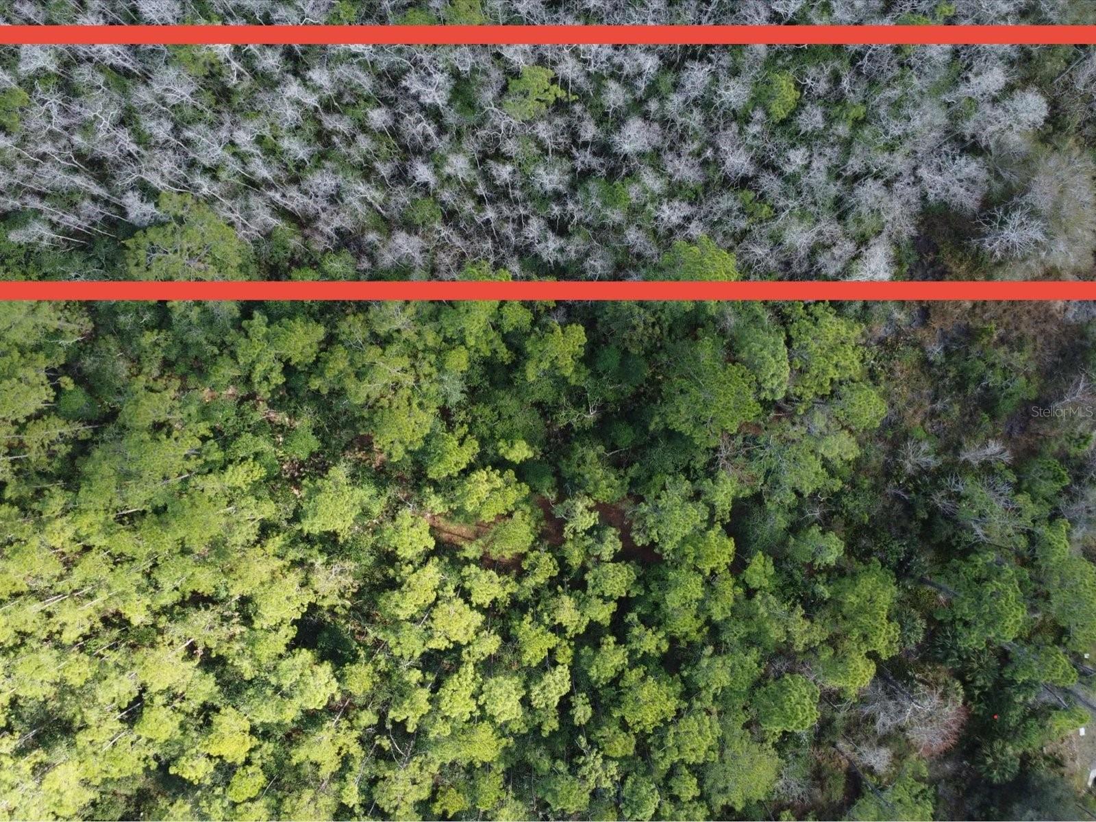 20523 E COLONIAL DR, CHRISTMAS, FL, 32709