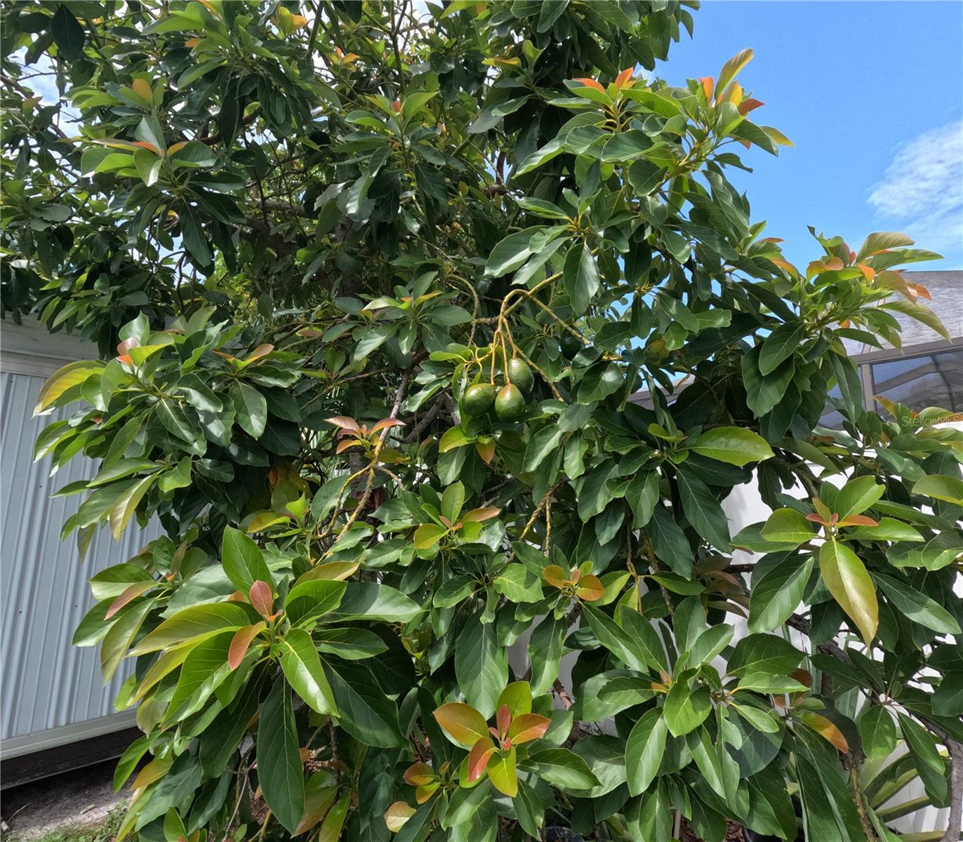 5928 YORKSHIRE RD, TAMPA, FL, 33634