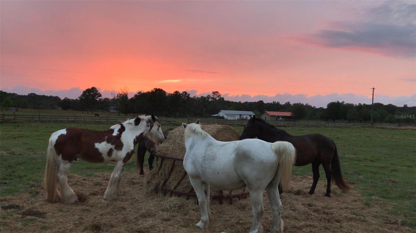 22327 MIZELL RD, BROOKSVILLE, FL, 34602