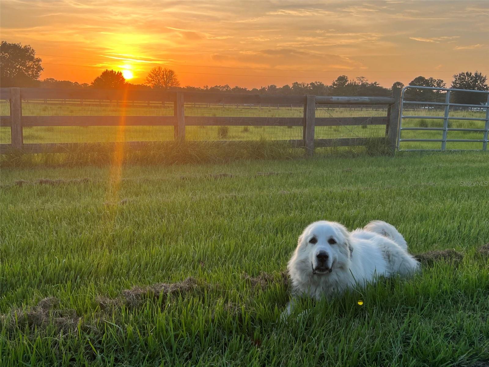 22327 MIZELL RD, BROOKSVILLE, FL, 34602