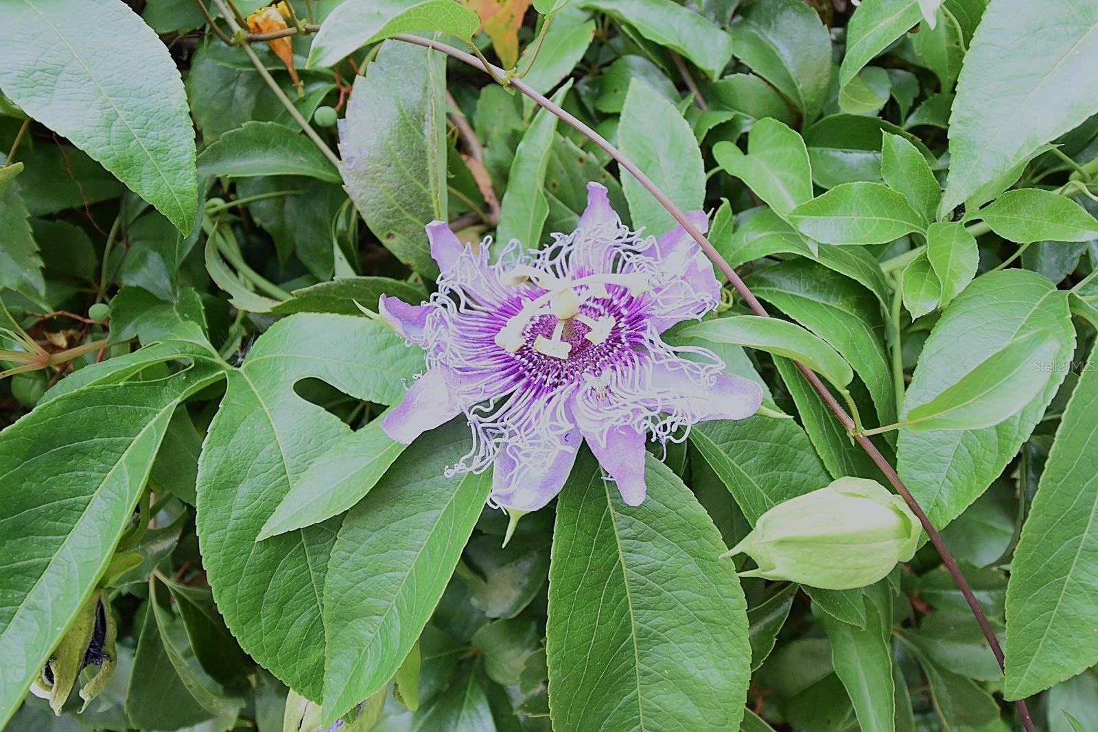 370 TELFORD CT, SPRING HILL, FL, 34606