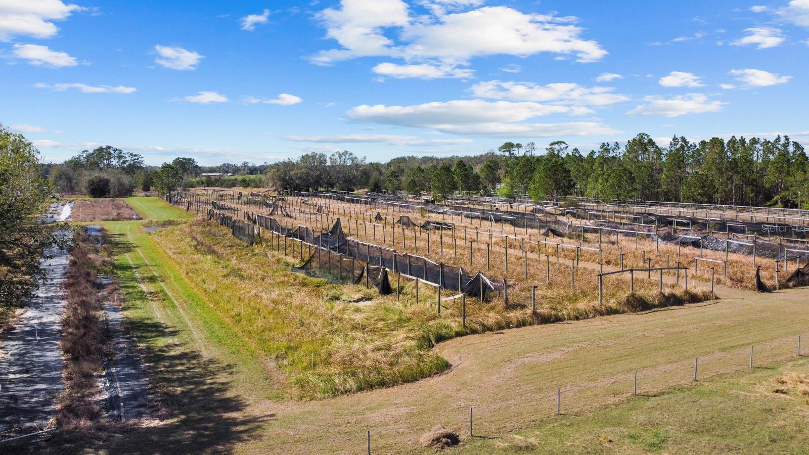 8122 PINE ISLAND RD, CLERMONT, FL, 34711