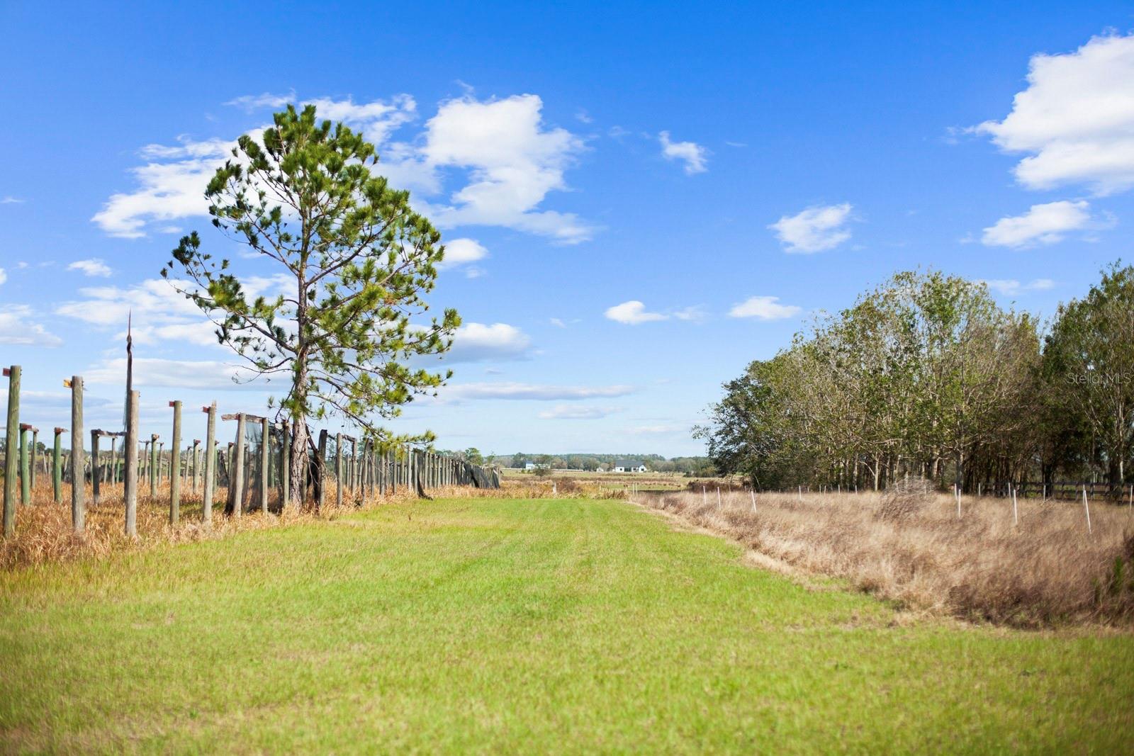 8122 PINE ISLAND RD, CLERMONT, FL, 34711