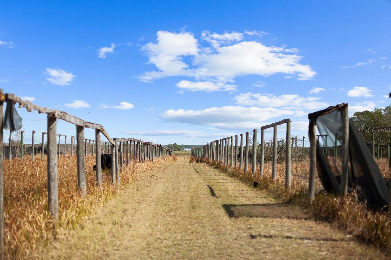 8122 PINE ISLAND RD, CLERMONT, FL, 34711