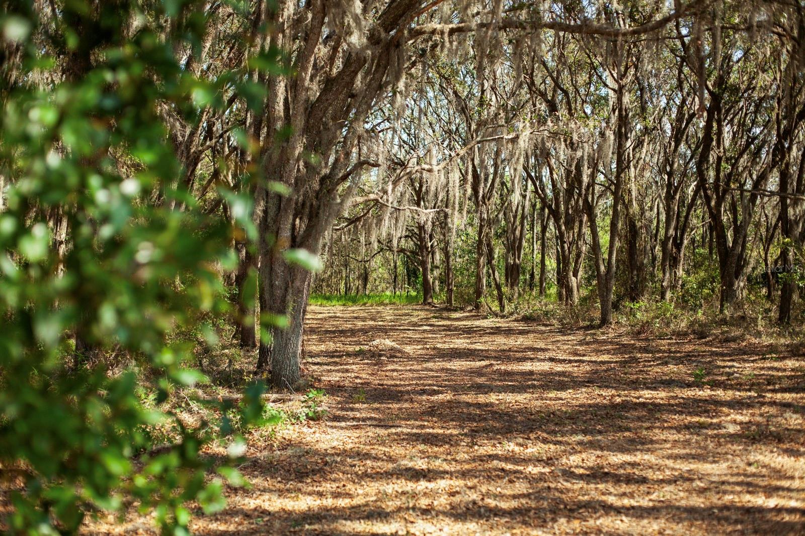 8122 PINE ISLAND RD, CLERMONT, FL, 34711