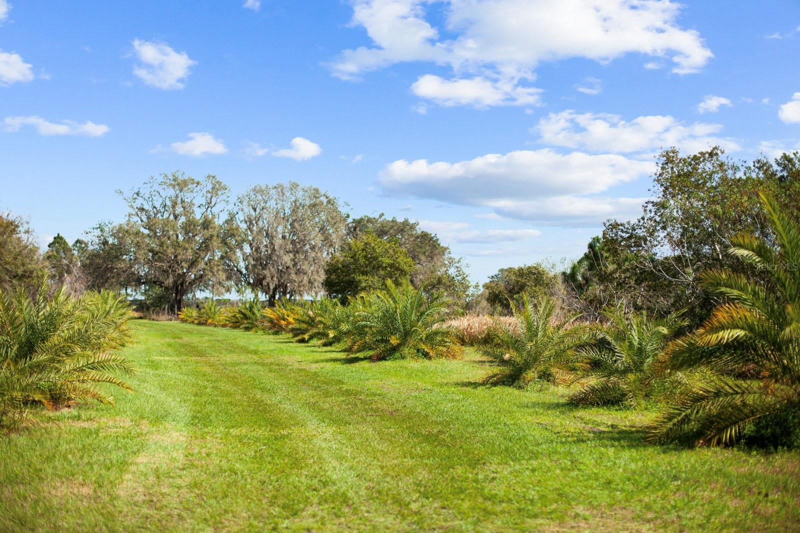 8122 PINE ISLAND RD, CLERMONT, FL, 34711