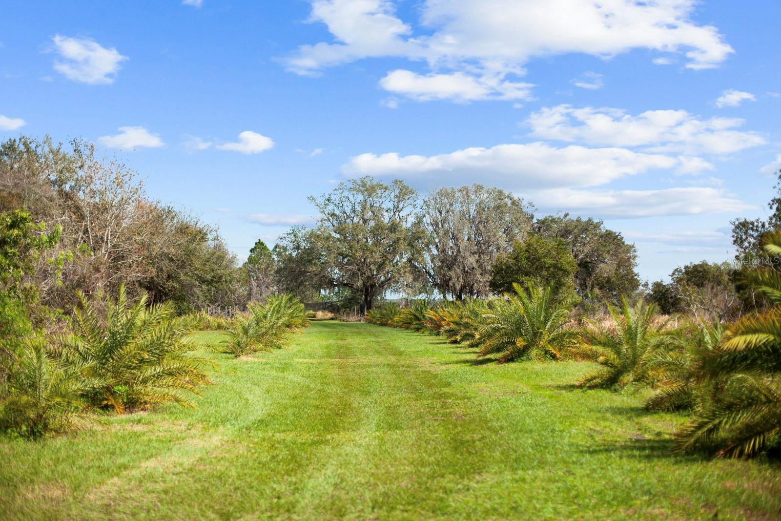 8122 PINE ISLAND RD, CLERMONT, FL, 34711