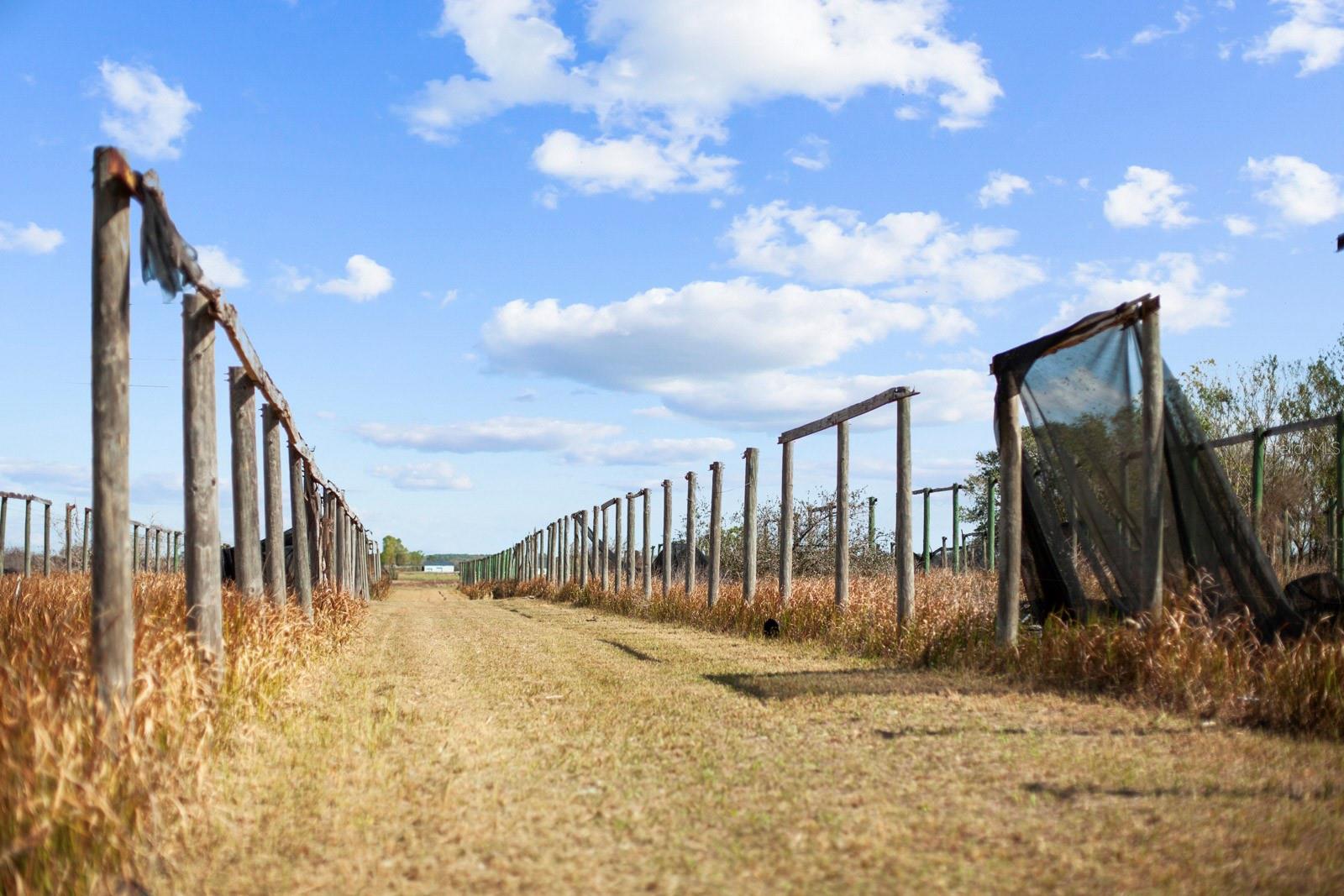 8122 PINE ISLAND RD, CLERMONT, FL, 34711