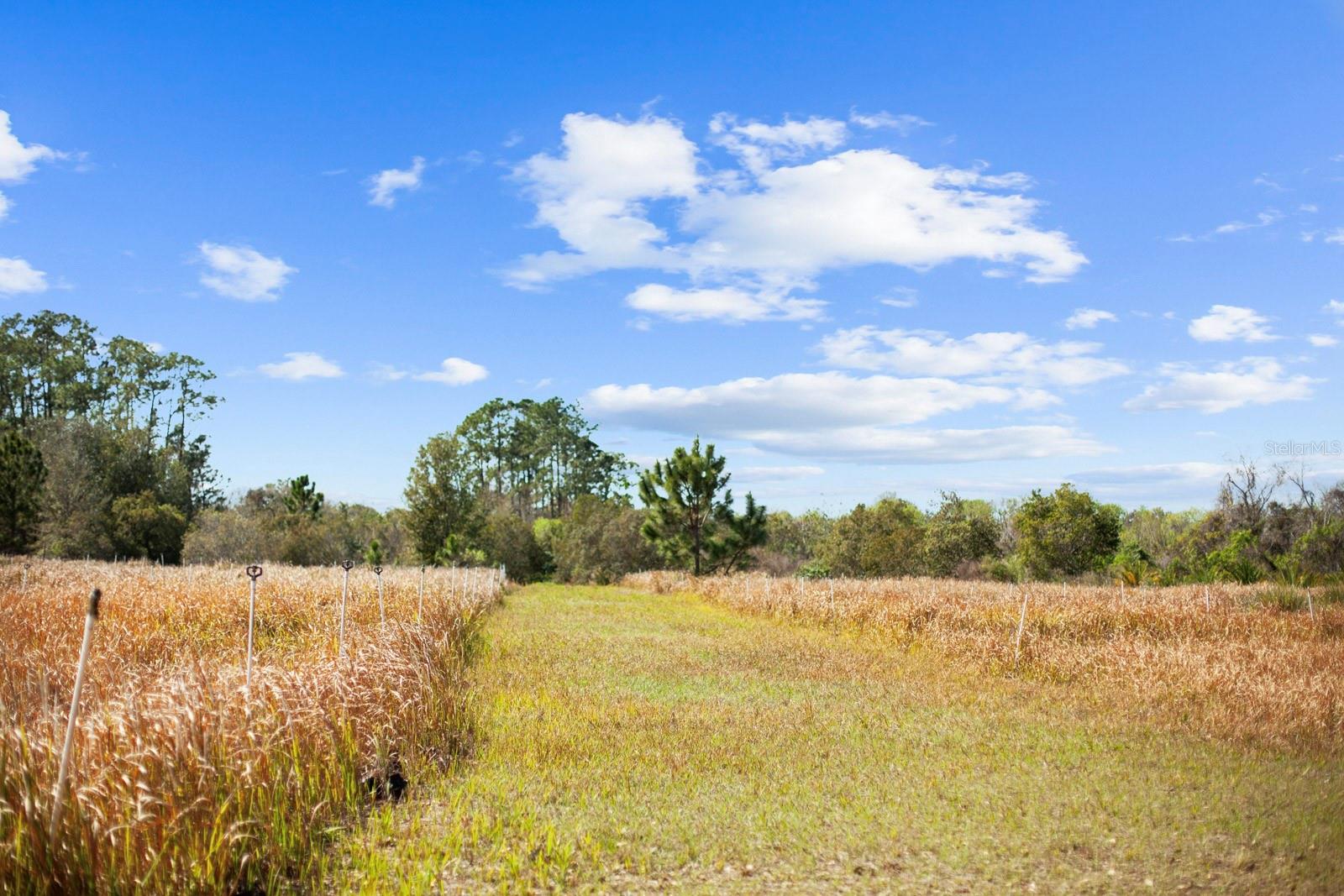 8122 PINE ISLAND RD, CLERMONT, FL, 34711