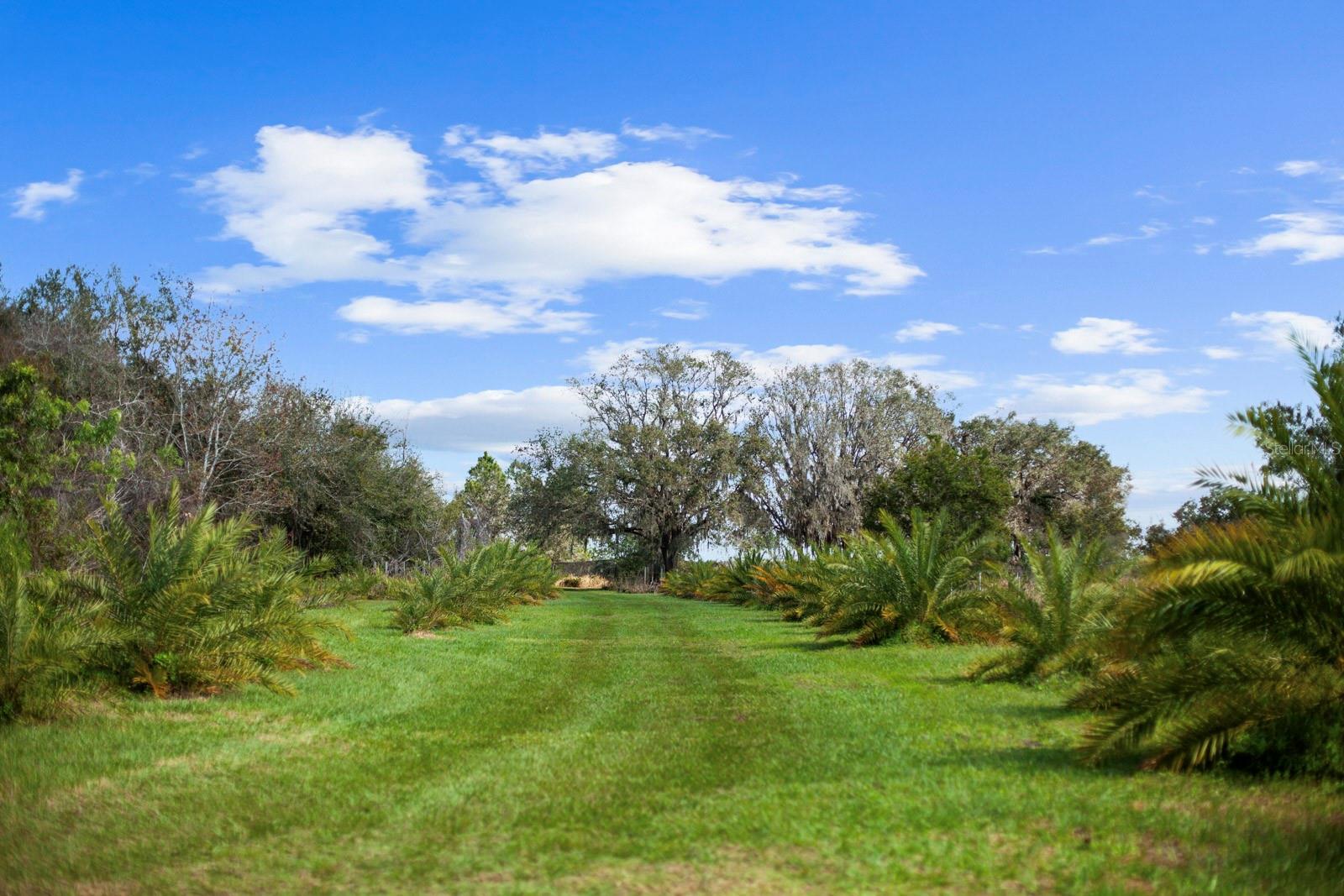 8122 PINE ISLAND RD, CLERMONT, FL, 34711