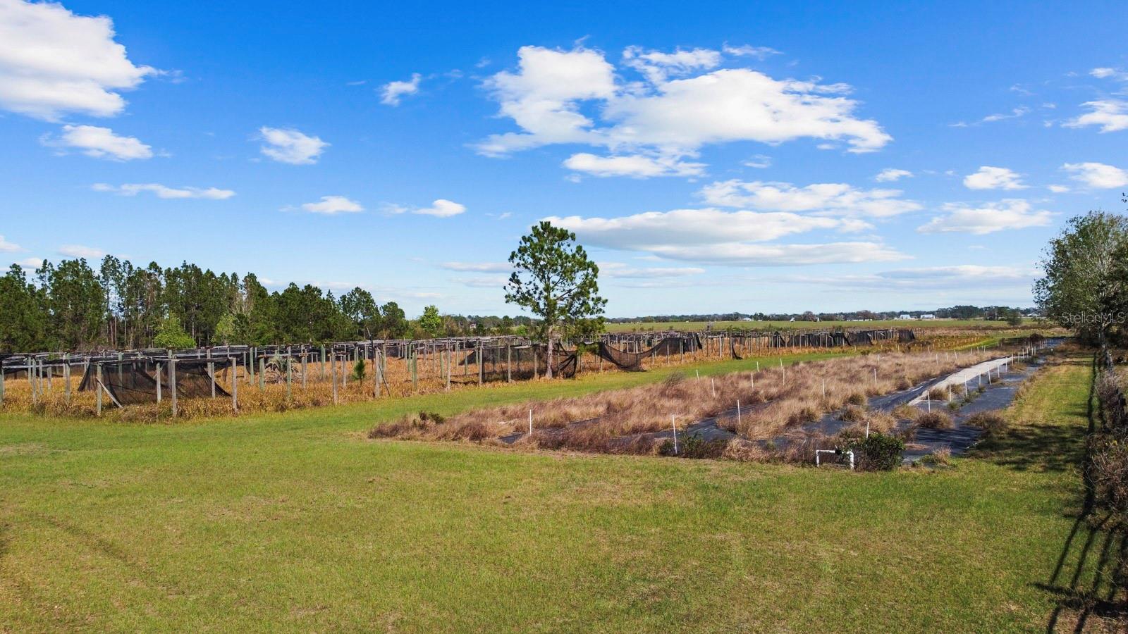 8122 PINE ISLAND RD, CLERMONT, FL, 34711