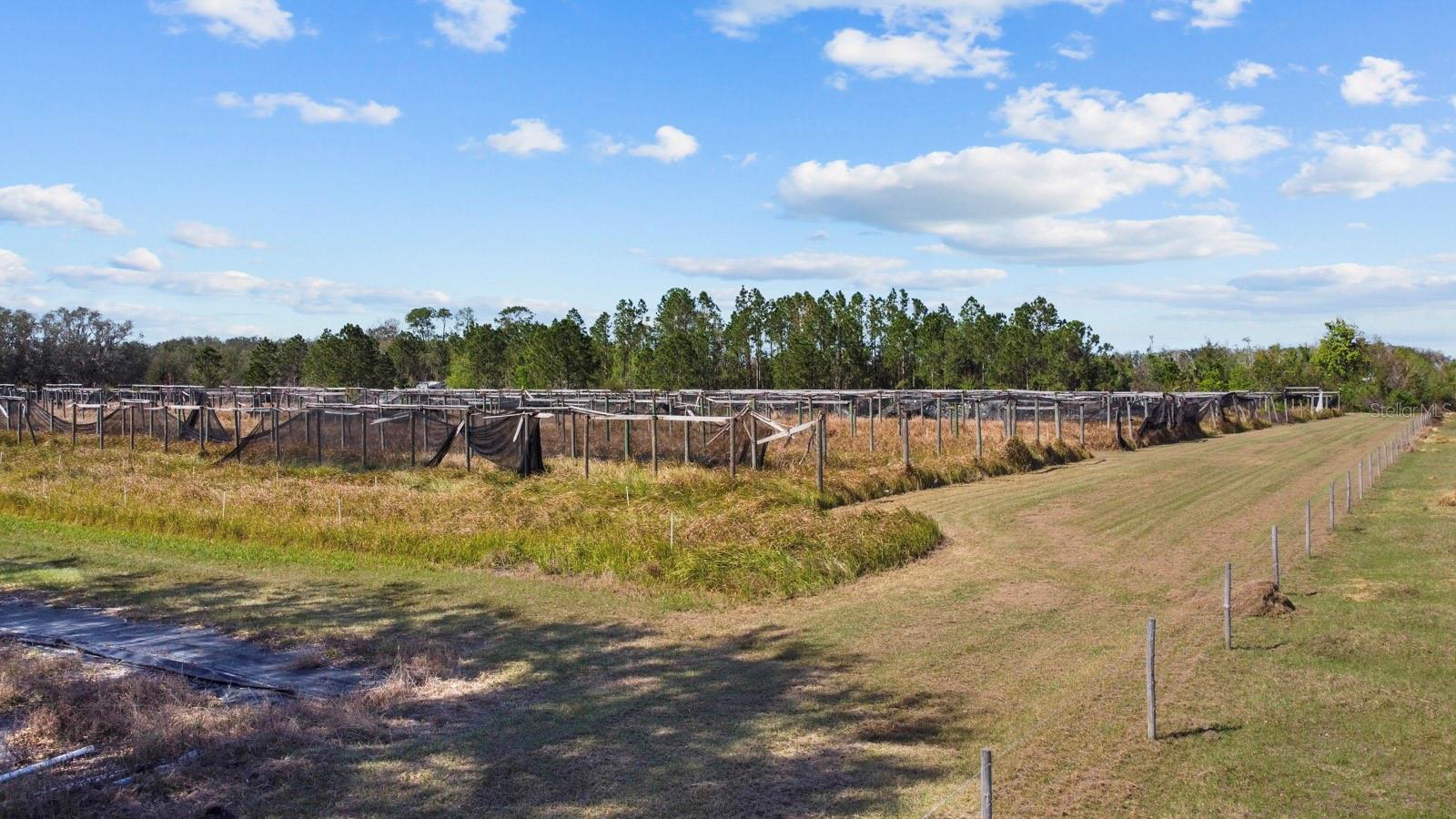 8122 PINE ISLAND RD, CLERMONT, FL, 34711