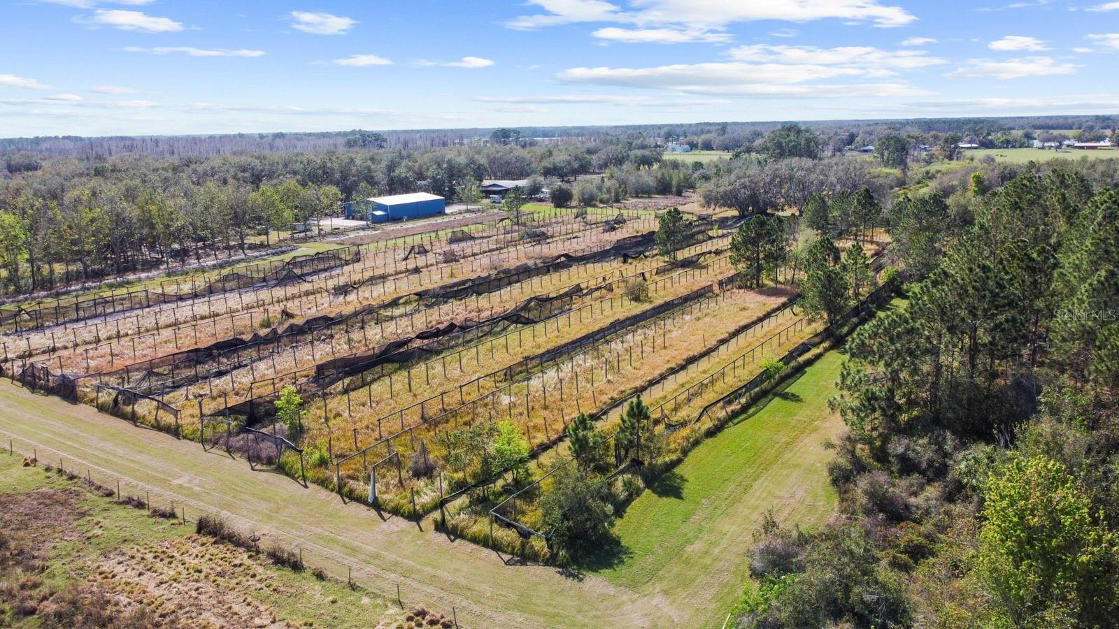 8122 PINE ISLAND RD, CLERMONT, FL, 34711