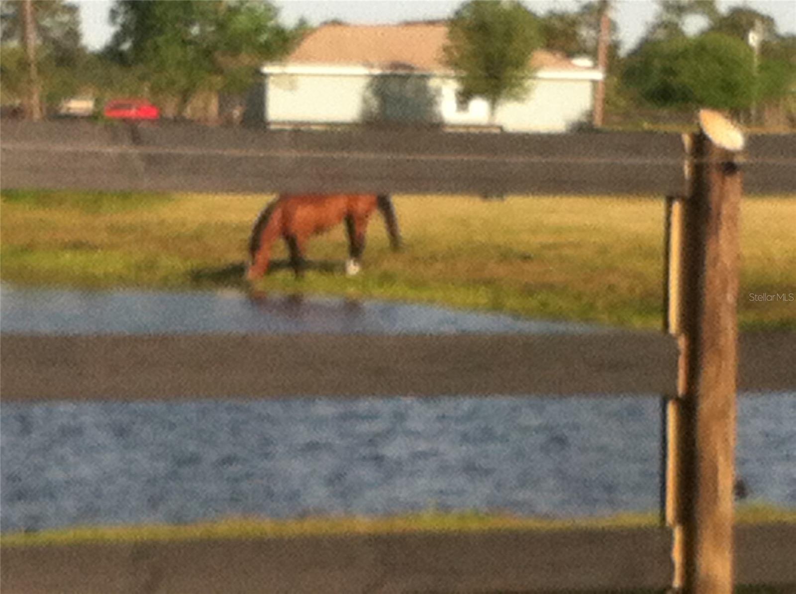 1350 RED COLT CT, ASTOR, FL, 32102