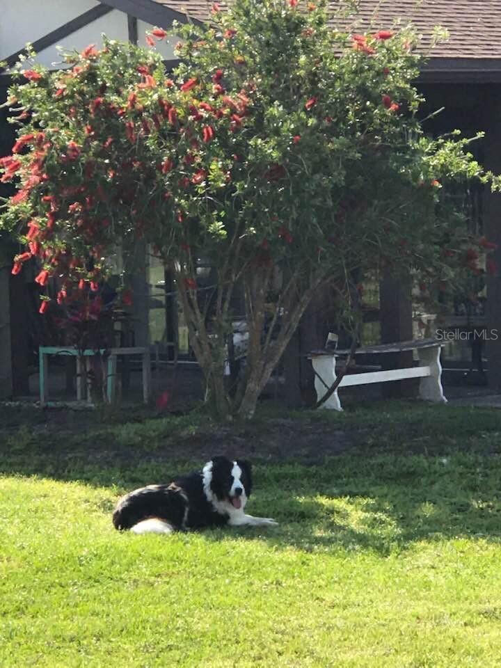 1350 RED COLT CT, ASTOR, FL, 32102