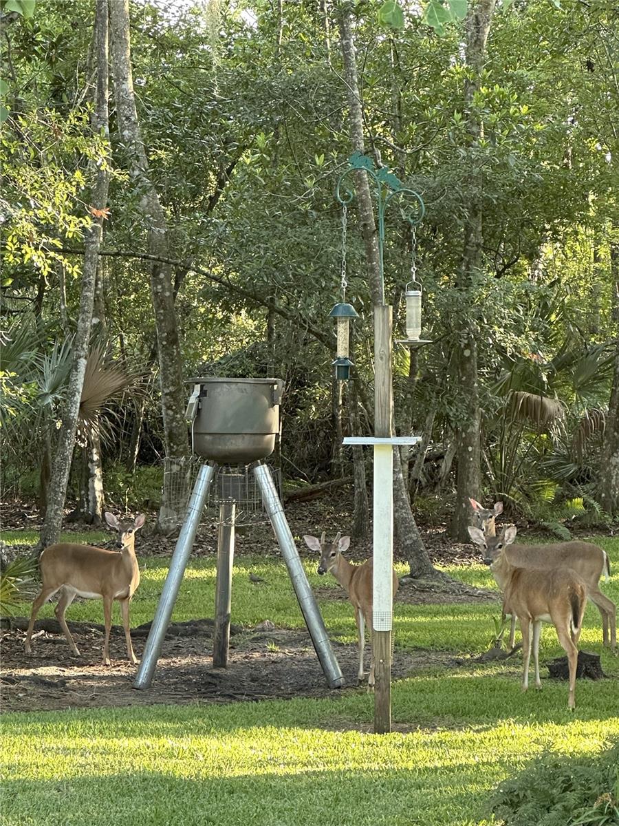 2401 WASSUM TRL, CHULUOTA, FL, 32766