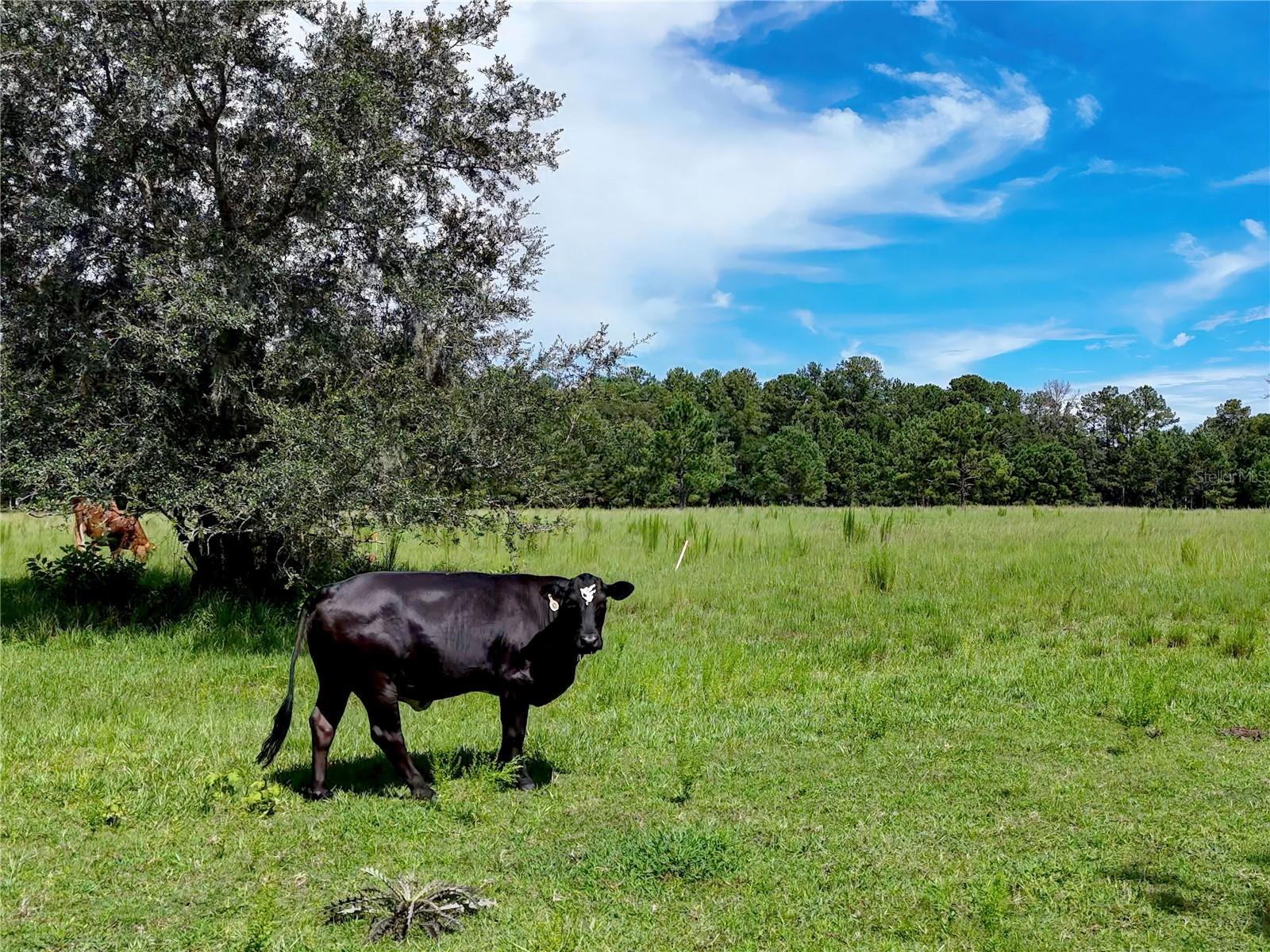 W7877630 Property Photo