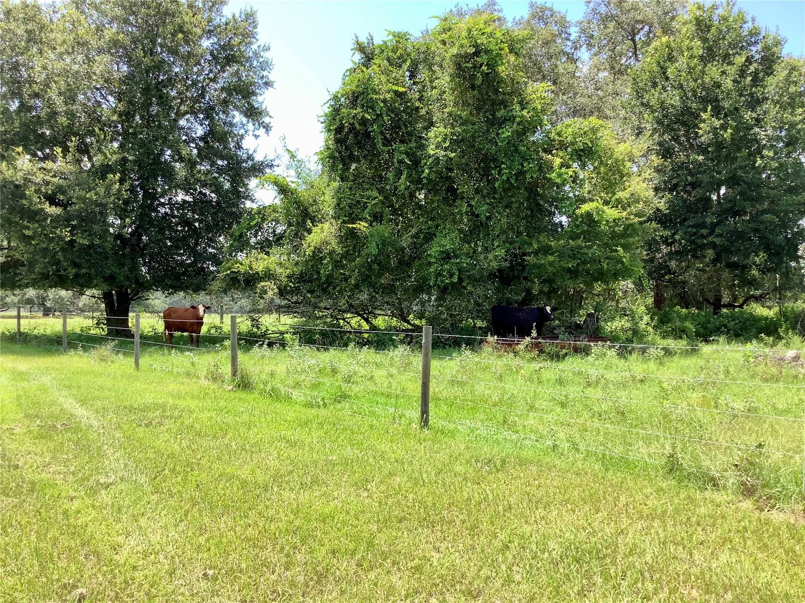 Unassigned COUNTY ROAD 738, WEBSTER, FL, 33597