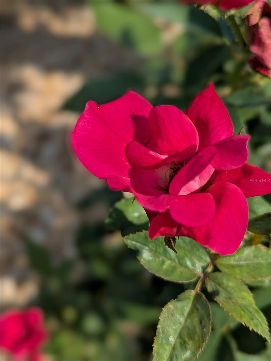 15771 SW 16TH TER, OCALA, FL, 34473