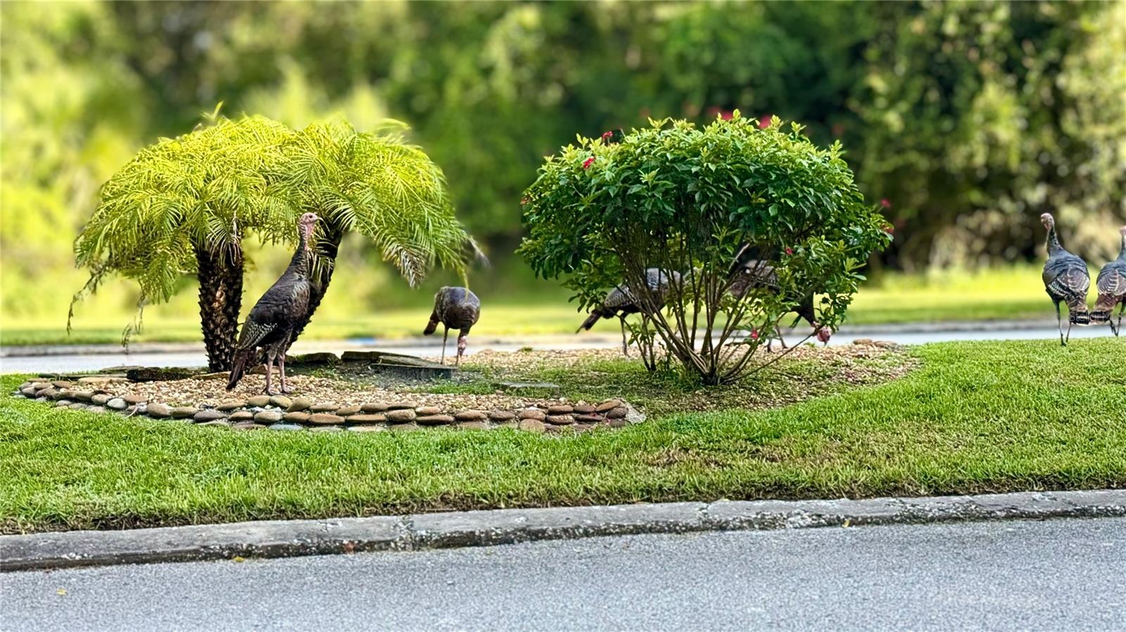 11534 PEAR TREE DR, NEW PORT RICHEY, FL, 34654