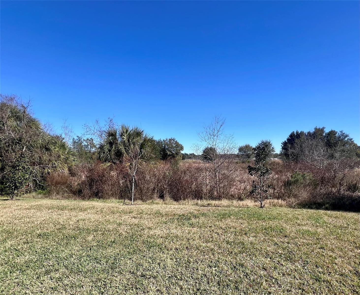 Conservation View from Backyard