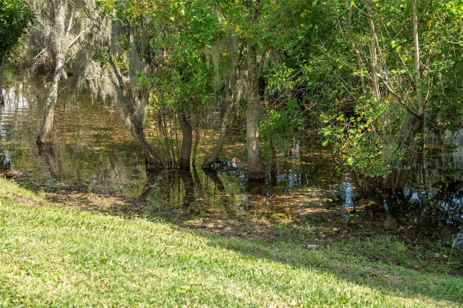 9917 ASHBURN LAKE DR, TAMPA, FL, 33610