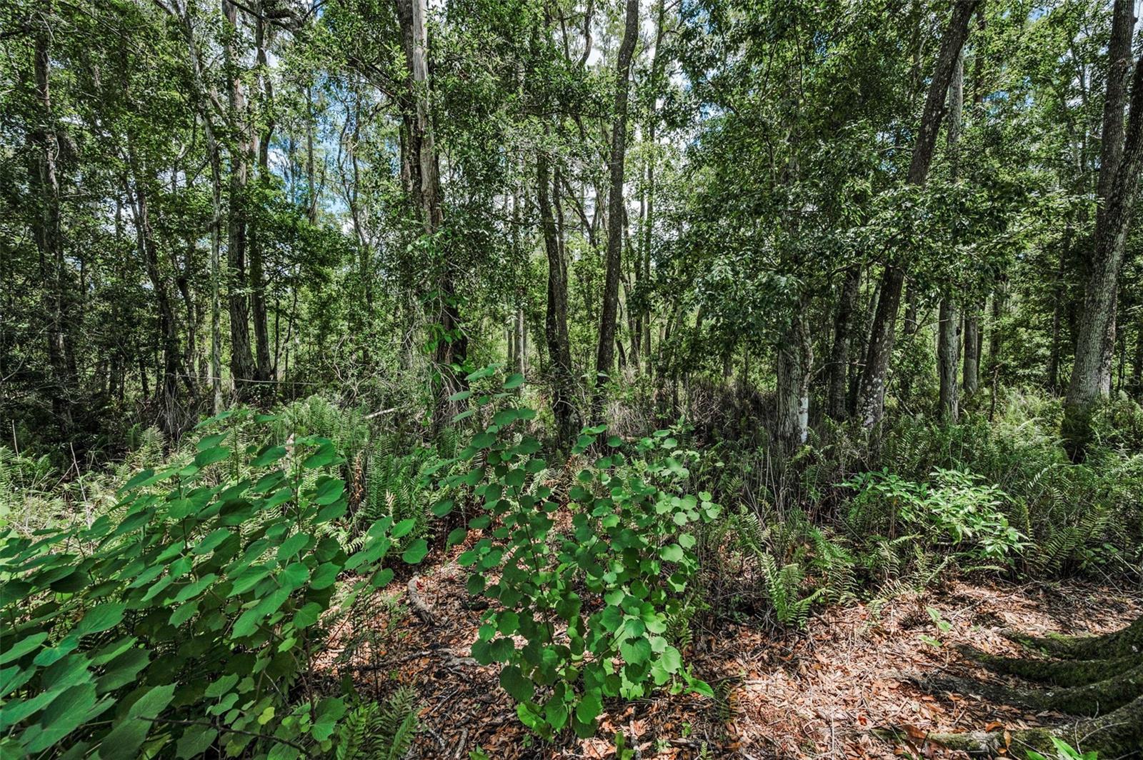 4552 COBB RD, LAND O LAKES, FL, 34638