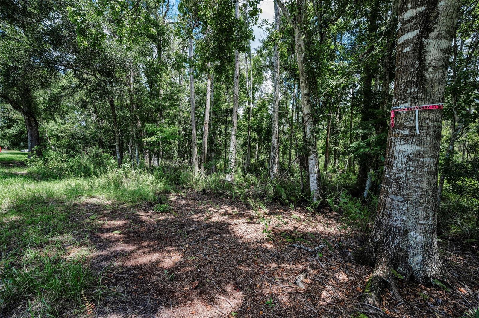 4552 COBB RD, LAND O LAKES, FL, 34638