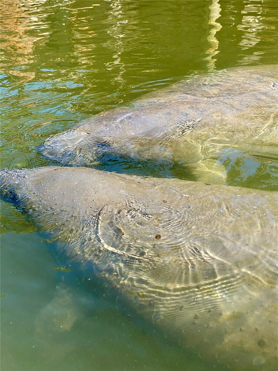 6905 SIGNAL COVE DR, HUDSON, FL, 34667