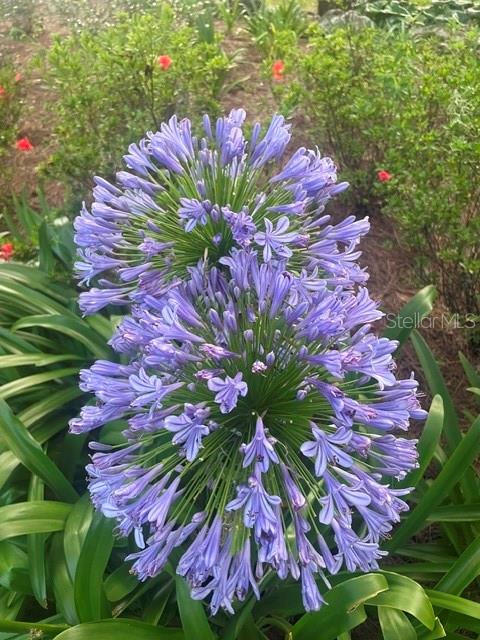 245 SW 132ND TER, NEWBERRY, FL, 32669