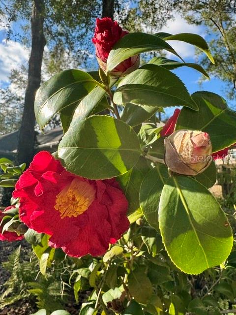 245 SW 132ND TER, NEWBERRY, FL, 32669