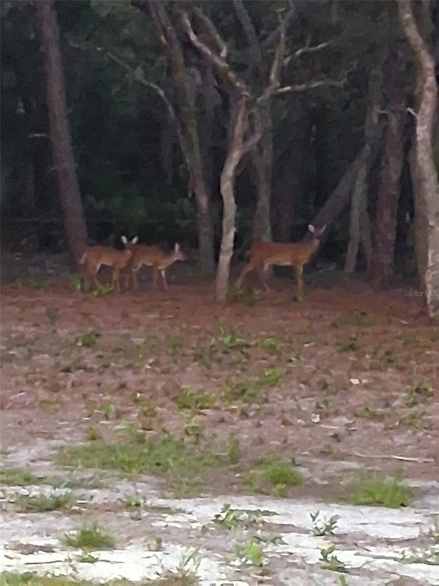 9078 BIRMINGHAM AVE, WEEKI WACHEE, FL, 34613