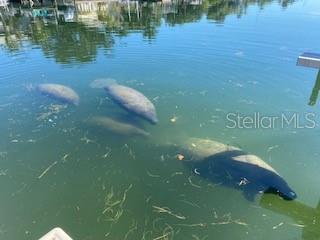 903 PINELLAS BAYWAY S #104, TIERRA VERDE, FL, 33715