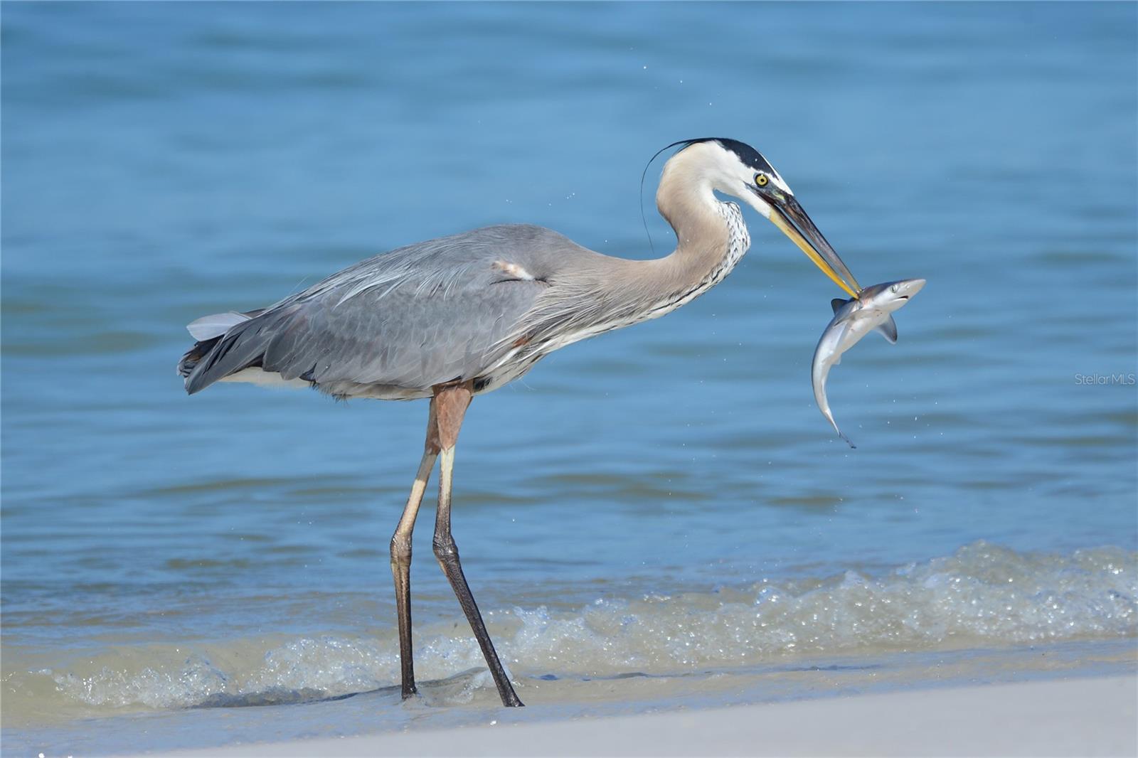 228 DAYLILY BLVD, NOKOMIS, FL, 34275