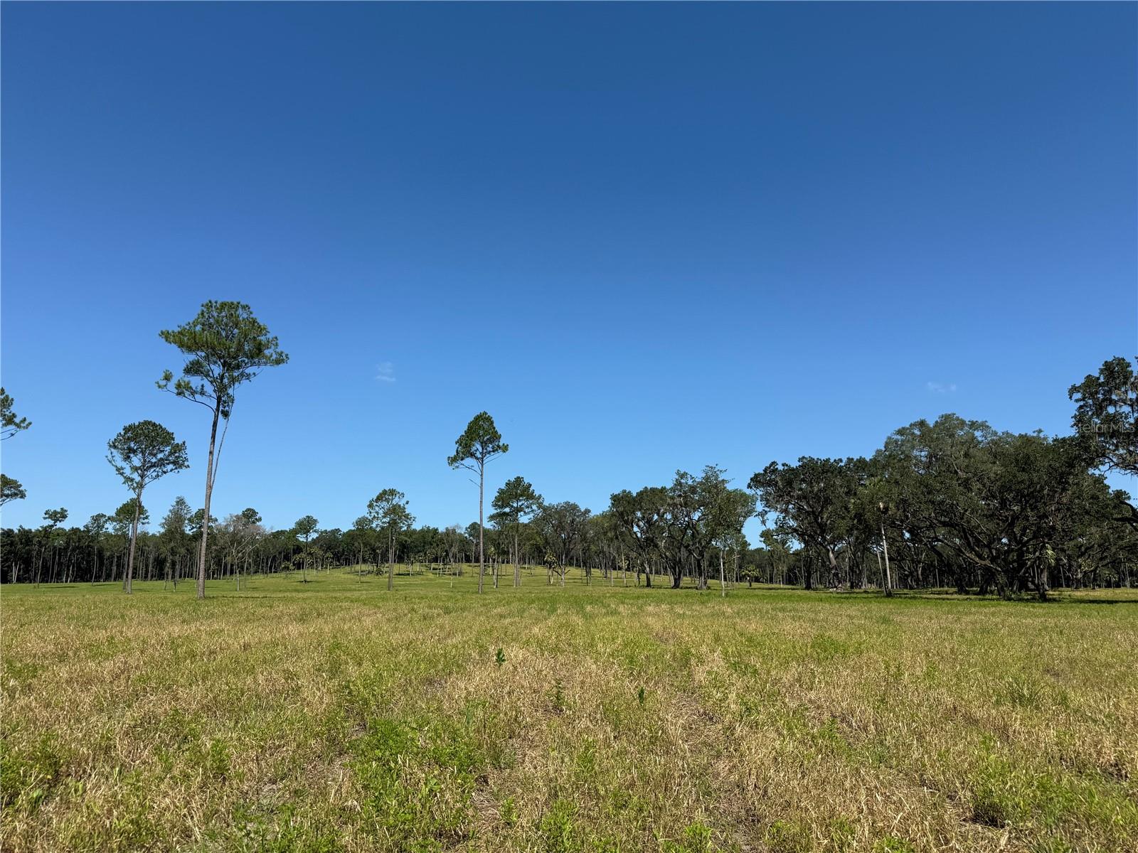 DO #8 (10ac) NW 193RD ST, MICANOPY, FL, 32667
