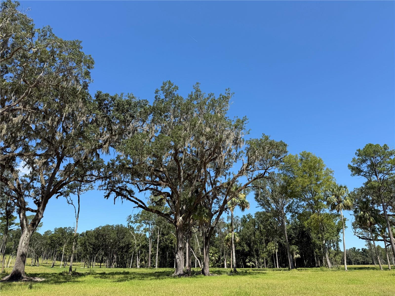 DO #8 (10ac) NW 193RD ST, MICANOPY, FL, 32667