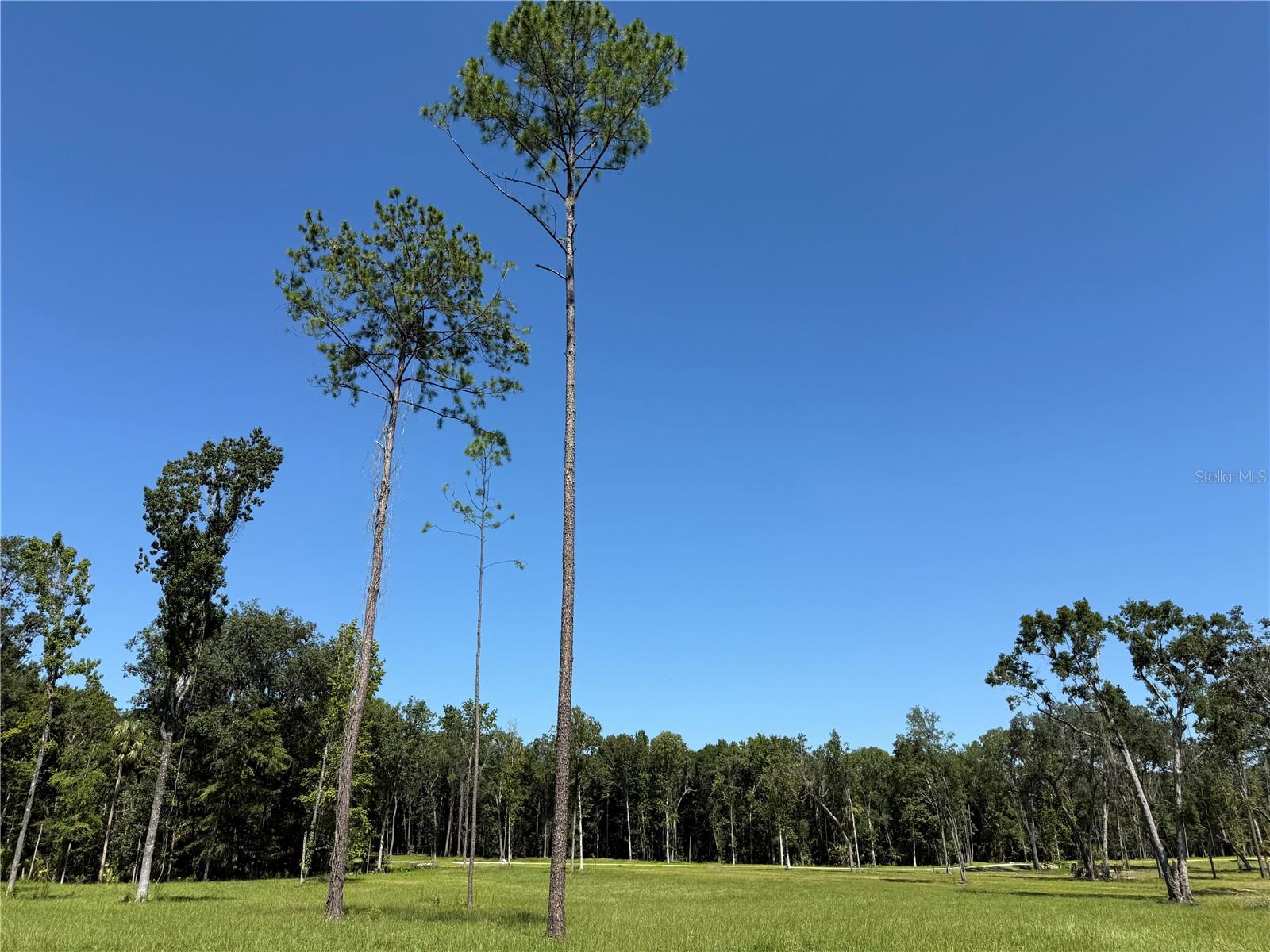 DO #8 (10ac) NW 193RD ST, MICANOPY, FL, 32667