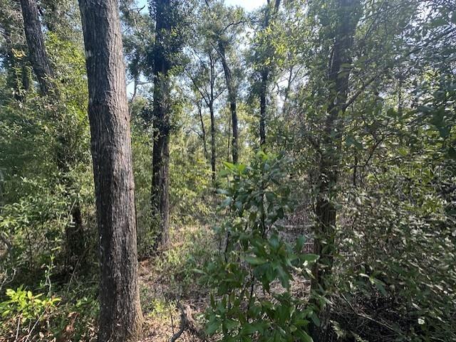 NW 38TH PL, BELL, FL, 32619