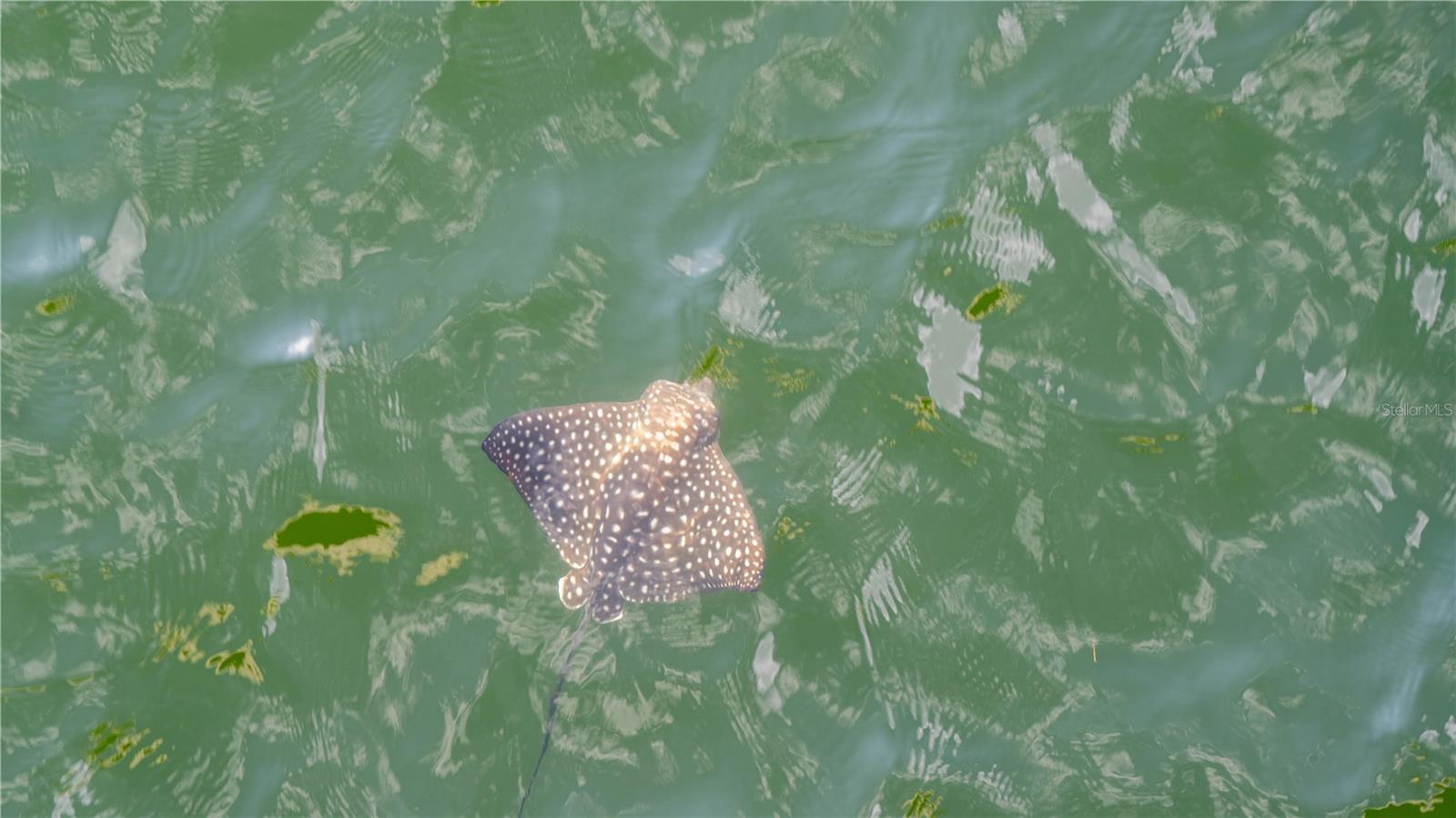 4650 EMERSON AVE S, ST PETERSBURG, FL, 33711