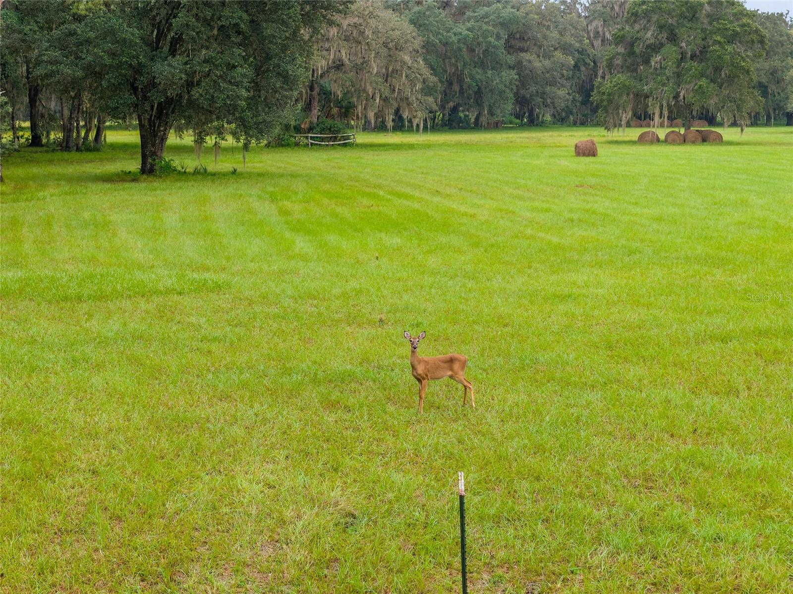 NE 127TH, FORT MC COY, FL, 32134