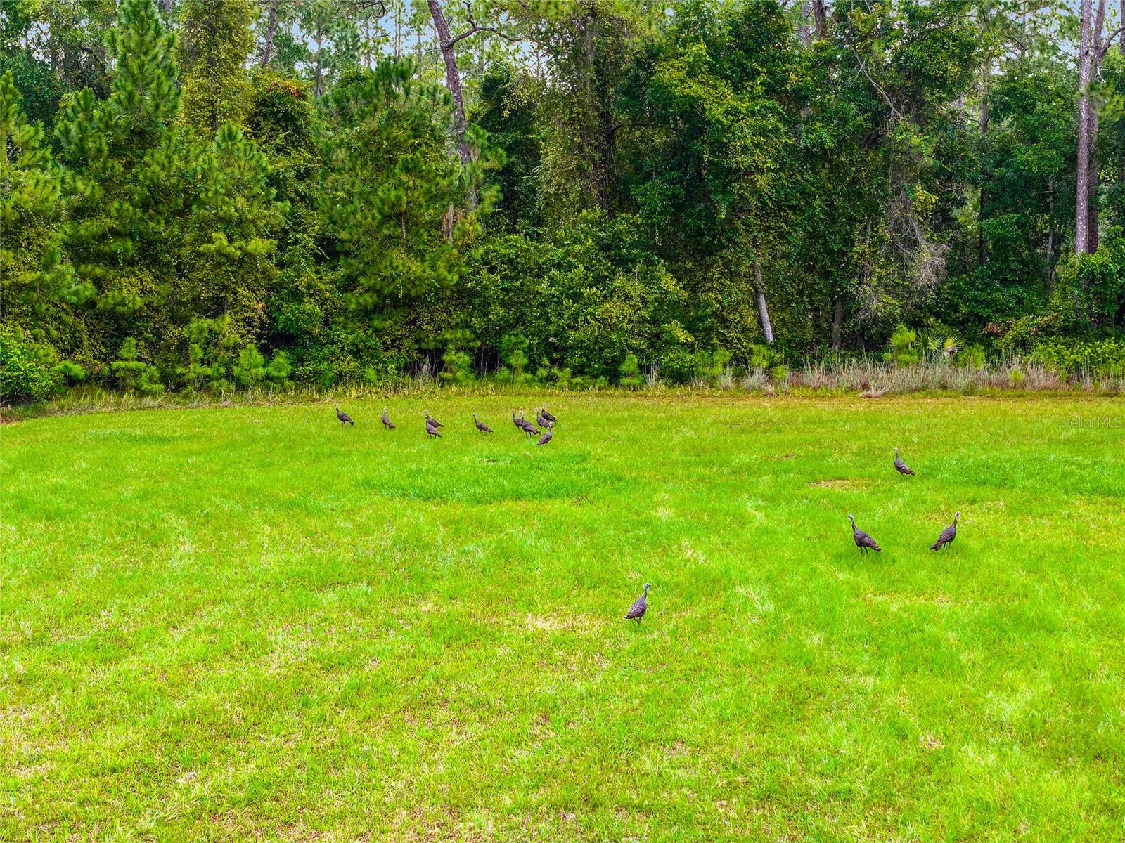 NE 127TH, FORT MC COY, FL, 32134